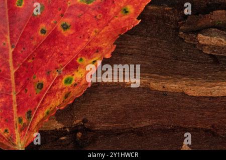 Close up of an autumn maple leaf on a dark brown wood decaying log background Stock Photo