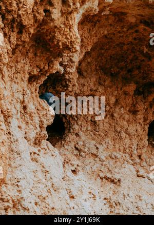 A rock dove hides in a small crevice of a rocky cliff, blending into the harsh texture of its surroundings Stock Photo