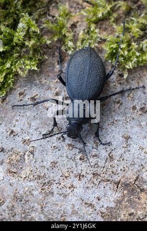 Lederlaufkäfer, Leder-Laufkäfer, Lederkäfer, Carabus coriaceus, leatherback ground beetle, leather beetle, le carabe coriacé, le procruste coriacé, le Stock Photo