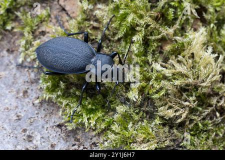 Lederlaufkäfer, Leder-Laufkäfer, Lederkäfer, Carabus coriaceus, leatherback ground beetle, leather beetle, le carabe coriacé, le procruste coriacé, le Stock Photo