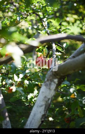 Two ripe apples hanging from a tree branch Stock Photo