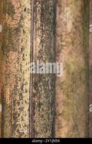 Close up of dirty dingy bamboo. Background. selective focus Stock Photo