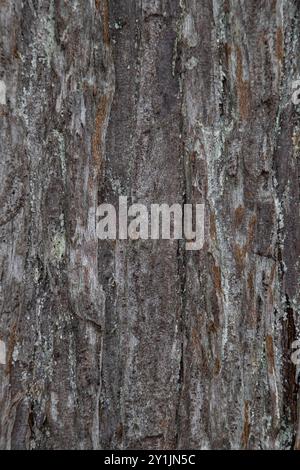 Close up bark texture of a tree trunk, background, backdrop Stock Photo