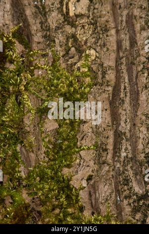 Close up bark texture on a tree trunk covered in moss, background, backdrop Stock Photo