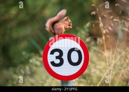 Red squirrels are a declining population in Britain, but conservation efforts have helped stabilize the numbers. Stock Photo