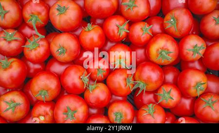 Close up photo of organic tomatoes, selective focus. Stock Photo