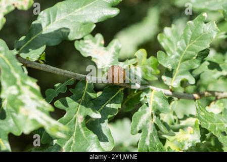 Oak Marble Gall (Andricus kollari) on a tree on Chobham Common, Surrey Stock Photo