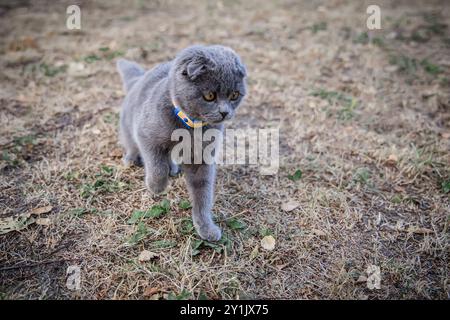 Cute gray Scottish Fold cat walking on the grass in the park Stock Photo