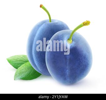 Two blue plum fruits with stems isolated on white background Stock Photo