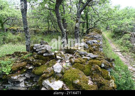 Neglected or Run-down Dry Stone Wall, Forest Path or Footpath in the Forest near Bonnieux Luberon Provence France Stock Photo