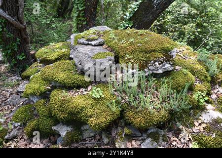 Sedum and Moss-Covered Boulders or Rocks on Roof of Borie or Stone Hut in the Forest near Bonnieux Luberon Provence France Stock Photo