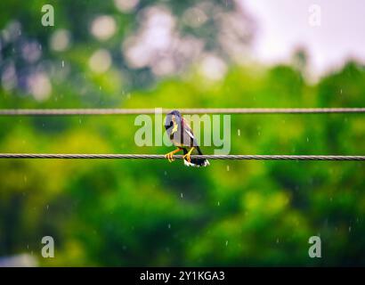 Bird called Myna, Shalik or Starling is having meal sitting on high voltage open electric wire during rain Stock Photo