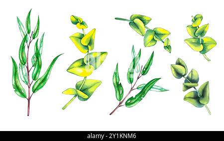 Watercolor hand drawn set of plants isolated Stock Photo