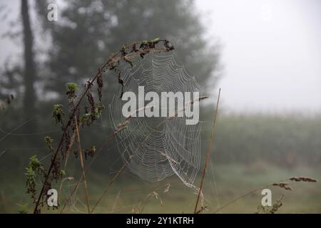 Spider web, Landscape, Dew, September, Fog, Germany, A beautiful spider web was attached to a stinging nettle by the spider, Europe Stock Photo