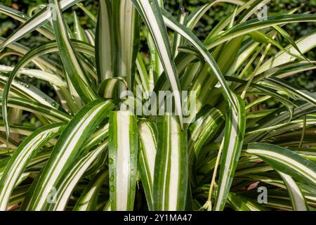 Chlorophytum comosum spider grass variegated closeup. Selective focus. Stock Photo