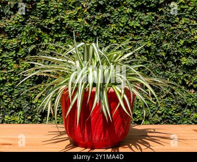 Chlorophytum comosum variegated spidergrass plants in red pot Stock Photo