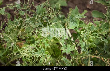 Winsford, Cheshire West and Chester, UK - August 30th 2021 - Cabbages full of holes eaten by caterpillars Stock Photo