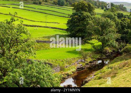 Sheep graze in pastures beside the River Wharfe, Yockenthwaite, Langstrothdale, Yorkshire Dales National Park. Stock Photo