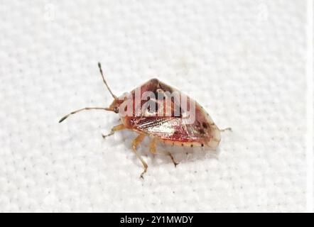 (Eupolemus angularis) Insecta Stock Photo - Alamy