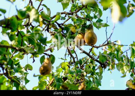 Pears growing on a tree, in sunshine Stock Photo