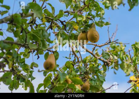 Pears growing on a tree, in sunshine Stock Photo