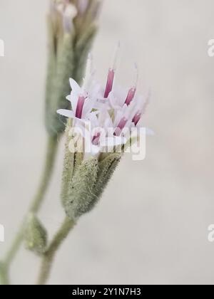 Spanish needle (Palafoxia arida) Plantae Stock Photo