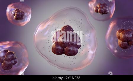 3d rendering of a microscopic view of multiple cells, each surrounded by a translucent membrane and containing smaller internal structures. Stock Photo