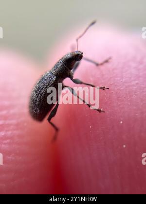 (Polydrusus inustus) Insecta Stock Photo - Alamy