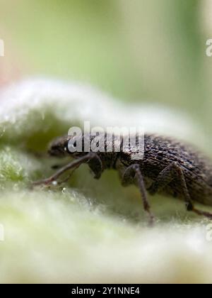 (Polydrusus inustus) Insecta Stock Photo - Alamy