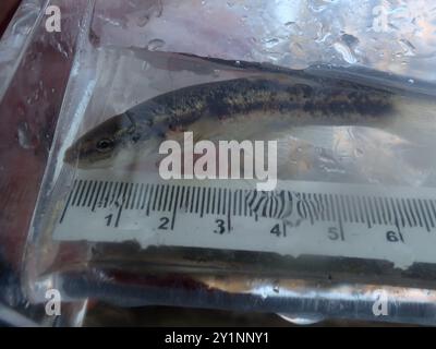 Western Blacknose Dace (Rhinichthys obtusus) Actinopterygii Stock Photo