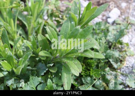 corn gromwell (Buglossoides arvensis) Plantae Stock Photo