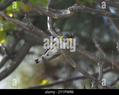 Audubon's Warbler (Setophaga coronata auduboni) Aves Stock Photo