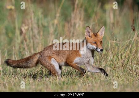 Red Fox (Vulpes vulpes) running through a summer meadow Stock Photo