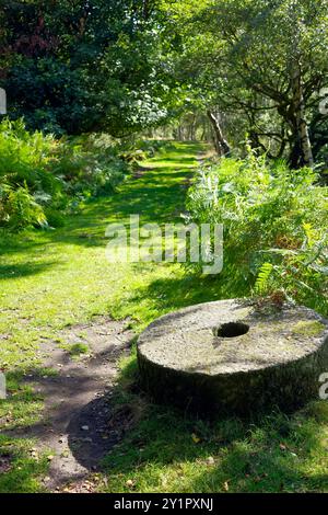 Peak District National Park UK. Sunny forest path with a stone millstone surrounded by lush green foliage. Stock Photo