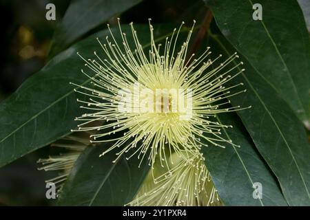 Single cream flower of Australian rose-apple tree, Syzygium jambos, in Queensland garden in late winter. Mass of delicate long stamens. Stock Photo