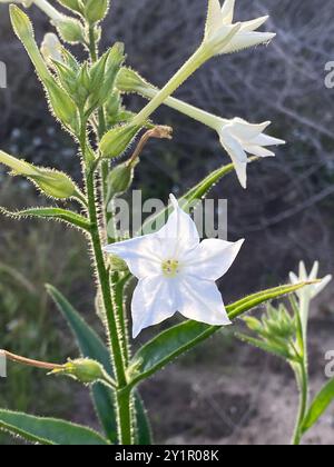Indian tobacco (Nicotiana quadrivalvis) Plantae Stock Photo