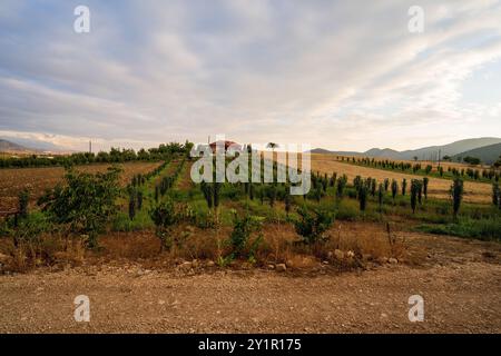 A picturesque vineyard landscape in Turkey, featuring rows of lush grapevines and a charming rural house beneath a serene cloudy sky. Stock Photo