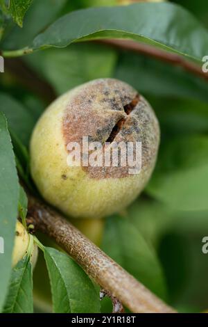 Peach fruit on tree splitting open and rotting. Stock Photo