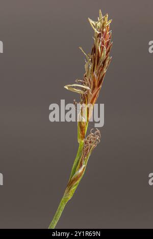 Long-stolon Sedge (Carex inops) Plantae Stock Photo - Alamy