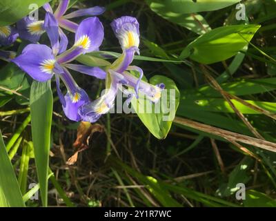 Common Beardless Irises (Limniris) Plantae Stock Photo