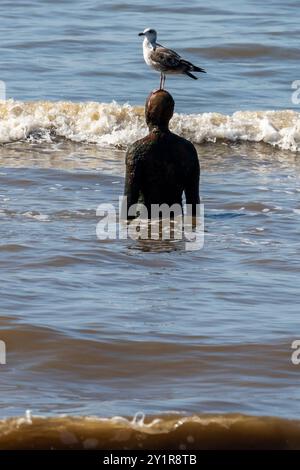 One of the Anthony Gormley Iron men iof Another Place in the waves on Crosby beach with a seagull perched on its head. Stock Photo