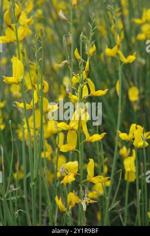 Spanish Broom (Spartium junceum) Plantae Stock Photo