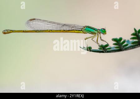 A Damselfly resting on a branch Stock Photo