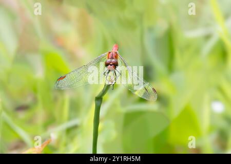 Close up of male Ruddy Darter, Sympetrum sanguineum, with red abdomen and transparent wings resting on a stem tip against hazy green background in hab Stock Photo