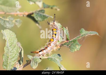 Close up of a Vapourer, Orgyia antiqua, in its natural habitat creeping over stems of Grey Willow, Salix cinerea with visible feeding damage to the le Stock Photo