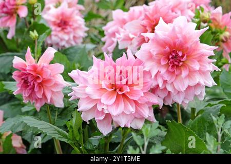 Pink dinner plate dahlia ‘Otto’s Thrill’ in flower Stock Photo - Alamy
