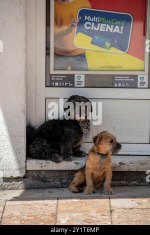 two cute little dogs sitting on a step outside of a shop waiting for their owner to return Stock Photo