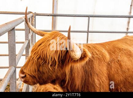 long-horned highland cattle, rugged highland bull, long-haired highland cattle with big horns, rare breeds cattle, aberdeen angus cattle Stock Photo