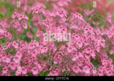 Pink Diascia personata, masked twinspur, in flower. Stock Photo