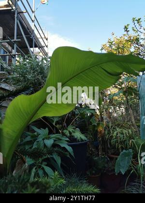 Banana Family (Musaceae Stock Photo - Alamy